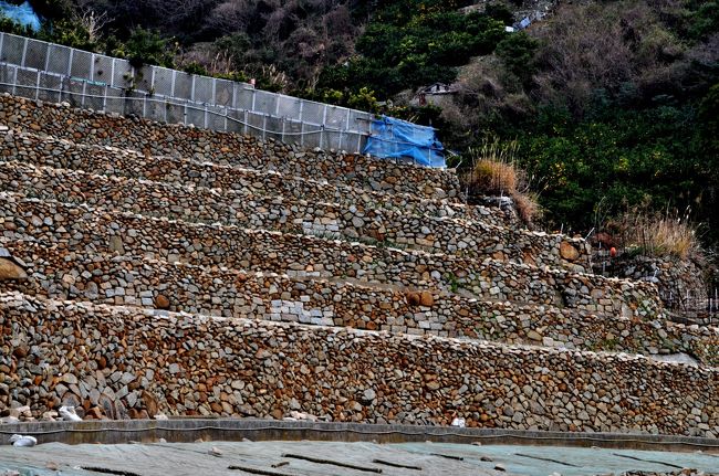 <br />　　　　「段々畑」のある島・・「鹿島」<br /><br />　”鹿島”は、広島県の南部、倉橋島の南端にある小さな島である。呉駅からバスでおよそ１時間半、マイカーなら１時間くらいで行くことができる。<br /><br />　ここ鹿島には、農水省主催による「第6回美しい日本のむら景観コンテスト」で「だんだんばたけのピラミッド」として選ばれた経緯があり、2013年4月にはＮＨＫの「海に生きる」というコーナーで、”瀬戸内アルバム　〜文次郎さんの段々畑（広島県鹿島）”というタイトルで紹介されたこともあることでも知られている。<br /><br />　久しぶりに冬の瀬戸内を車で走り、”鹿島”を訪れてみることにした。<br /><br />　鹿島（かしま）は、およそ300人の住民が暮らす島で、瀬戸内海のほぼ真ん中に浮かぶ周囲9キロほどの島である。かつては山の頂まで段々畑が続き、まさに“耕して天に至る”という光景が見られたが、今でもその面影を残している。<br /><br />　鹿島は平地が少なく、山も急斜面で、花崗岩が風化した土壌のため、耕地に適していなかったので、石垣を築き農地にするほかなかったのだ。<br /><br />　この島では代々祖先から受け継いだ段々畑を耕し、農作物を栽培してきたのだ。<br /><br />　海岸から手ごろな石を一個ずつ集めて、背負子でかつぎあげて石垣を築き段々畑を開いていったというから、そこには途方もない年月と労力が費やされたことになる。<br /><br />　これまで、国内外あちこちの棚田を見たことがあるが、石垣で築いた段々畑はあまり目にしたことがなかった。<br /><br />　棚田と段々畑の違いは何だろうか？<br /><br />　棚田は主に稲作中心の田んぼだが、段々畑は主に野菜や柑橘が多い。　<br /><br />　倉橋島から鹿島大橋を渡り、海岸を走り行き止まりに「宮の口」という小さな漁港がある。<br /><br />　集落の中を通りぬけると視野が広がり、見事な段々畑が見えてきた。「耕して天にいたる・・」という言葉があるように、高いところまでずーっと石垣が積み上げられている光景は何とも言えない。<br /><br />　よくぞ、ここまで石を積み上げたものだ！　先人の知恵と労力の結晶でもある。<br /><br />　この畑を耕し、野菜や柑橘栽培に励んでいる一人の老人と出会った。この老人こそあのＮＨＫ番組・瀬戸内アルバムに登場された石川文次郎さんである。<br />　今年で御年９０歳になる石川文次郎は、たった一人で今でも元気で農作業に励んでおられた。<br /><br />　齢９０歳になるとはいえ、文次郎さんはここ鹿島で段々畑を耕し、野菜を栽培し先祖が残してくれた段々畑を大切に守り続けているのである。<br /><br /><br />　ＮＨＫ・・　瀬戸内アルバム　〜文次郎さんの段々畑（広島県鹿島）〜 <br /><br />　動画が見られますよ・・<br />　