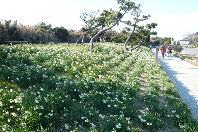 城ケ島　水仙祭り