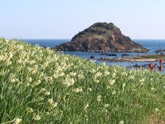 85歳の父と80歳の母を連れて下田水仙まつりに行ってきました！