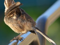 ただの..ブエノス・アイレス動物園、見所が無いけど、覘いてみる(ブエノスアイレス／アルゼンチン)