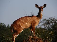 アフリカの真珠へ６　ムボロ湖国立公園は動物がいーっぱい