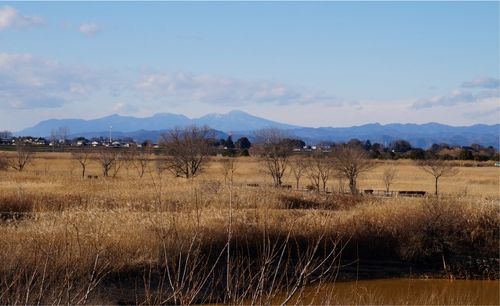 1月の渡良瀬遊水地 鳥を探しながらのヨシ原歩き』小山(栃木県)の