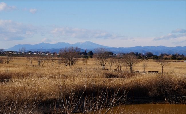 茨城・栃木・群馬・埼玉の4県の県境近くにある渡良瀬遊水地。<br />道の駅「きたかわべ」 から 眺めて見た事はありますが、実際 遊水地内に入ったのは初めてです。<br />都内の友人が、バードウォッチングに来ると言うので、現地集合で同行してみました。<br />鳥の事はまったく判りませんが、友人の解説を聞いて、知らない名前を教えてもらい、<br />私としては、初めて見る鳥を沢山確認できました。<br />景色を撮る為のレンズでは、鳥の写真は良く撮れなくて残念だったけど。<br />風の強い寒い日でも、空は青く、広いヨシ原の美しい景色の中を結構楽しく歩いて来られました。<br />カワセミ、ミコアイサ、チュウヒ そんな鳥が見られてバードウォッチングもなかなか楽しかったです。<br />