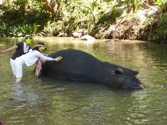 スリランカ、ハード女子旅(2015年)２～ピンナワラで象さん三昧