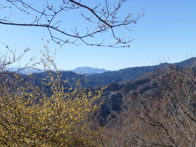 長瀞アルプスハイキング　蝋梅がちょっと咲いていた宝登山 