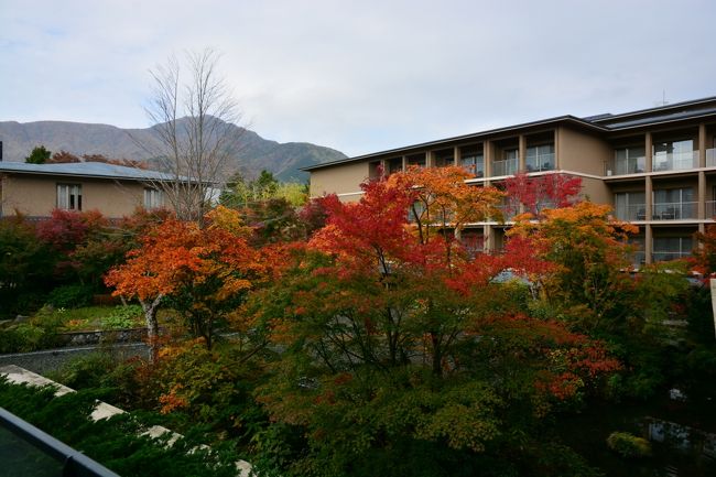 １１月の上旬も箱根へ。<br />まずは、定点観測地点の箱根ビジターセンターに立ち寄り、紅葉と野鳥の観察。<br /><br />お宿は、ＶＩＡＬＡ箱根翡翠の喫煙３人用デラックスルーム。<br />ここは、１階の表示ですが、フロントやパブリックのあるフロアより、ひとつ下。<br />目の前には、水辺と紅葉が広がりました。<br /><br />夕食は、お気に入りのル・ヴィルギュルさんへ。<br />ゆったりと、美味しいお料理とワインを堪能しました。<br />