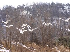 ◆みちのく福島・白鳥便り