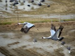 2015年初旅　南九州・鹿児島の自然と歴史にふれる旅【４】～万羽の鶴が優雅に舞う姿に感嘆し、薩摩武士の鼓動が今も残る武家街を巡る～