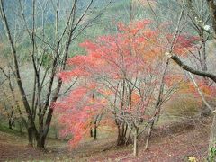 日本一の冬桜