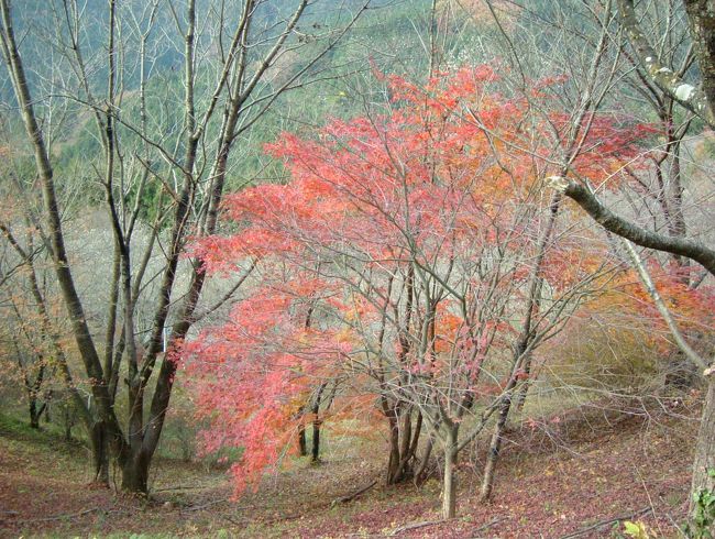 群馬県藤岡市鬼石三波川地区に位置する桜山公園は、日本一の冬桜の里です。<br />園内には約7,000本の冬桜があり、冬と春に年２回風情のある花を咲かせます。<br />春は3,000本のソメイヨシノと競演になり、<br />秋・冬は紅葉と共演することになります。<br />派手さはありませんが、落ち着いた風情があります。  