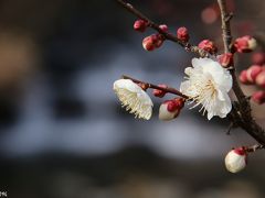 日本一早咲きの梅と桜を楽しみに熱海まで