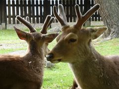 2012年一時帰国　奈良編