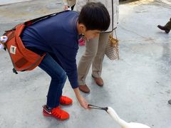 ０３．２０１４年最後の旅行はＨＶＣ静波海岸２泊　掛川花鳥園その２　インコのスイレンプール　ふれあいフィッシュ　エボシドリとヘラサギの広場　オオハシとトキの水辺