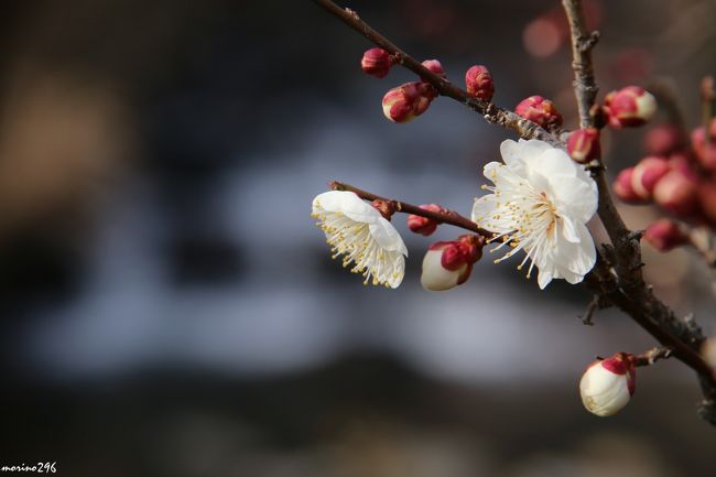 熱海では日本一早咲きと言われる梅まつりと桜まつりが開催されています。<br />熱海梅園の梅は、全体的には１分咲きでしたが、早咲きの梅は十分楽しめました。<br />糸川遊歩道の熱海桜は、まだまだこれからでしたが、蕾も膨らみ開花はカウントダウン状態でした。<br /><br />第７１回熱海梅園の梅まつり：２０１５年１月１０日〜３月８日<br />第５回糸川遊歩道の熱海桜まつり：２０１５年１月２４日〜２月１５日<br />