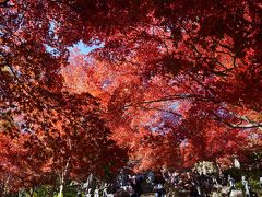 真っ赤な紅葉を見に大山寺へ