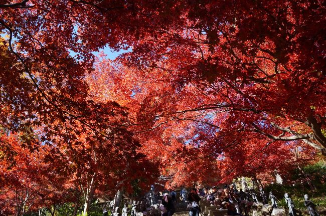 大山寺の参道を彩る真っ赤な紅葉を見に大山寺へ<br />＆大山阿夫利神社と見晴台