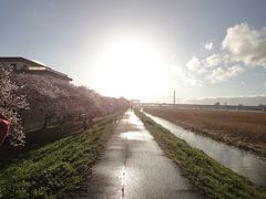 ●川崎に桜を探しに