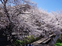 津田山から宿河原まで桜散策