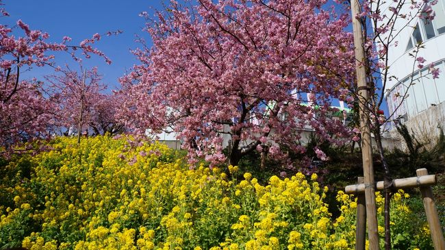 河津桜満開の松田の桜まつりと豪華なつるし雛