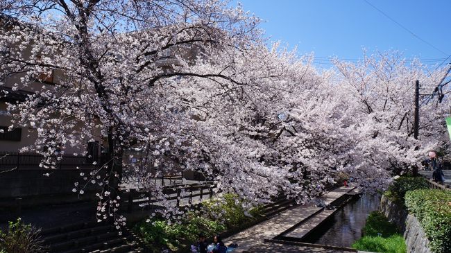 津田山霊園と宿河原二ケ領の桜