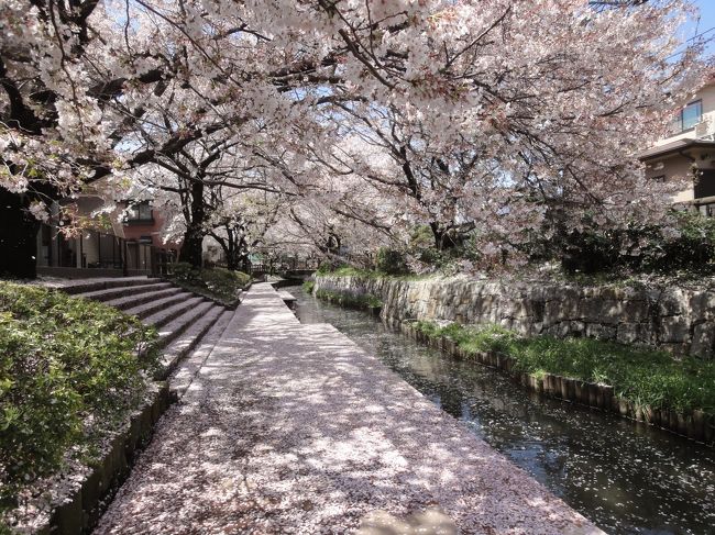 散り際の桜を求めて