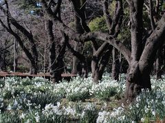 観劇前に新宿御苑で初春の花のロウバイやスイセンを愛でる