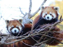 恋の季節のレッサーパンダに会いに市川市動植物園へ（１）レッサーパンダも男女１才半、席を同じうせず～弟と別れた優花・梨花姉妹はちょっぴり大人っぽくなって＆あいかわらずチラッチラッと目線をくれるナミちゃん＆１匹でも元気いっぱいだった明登くん