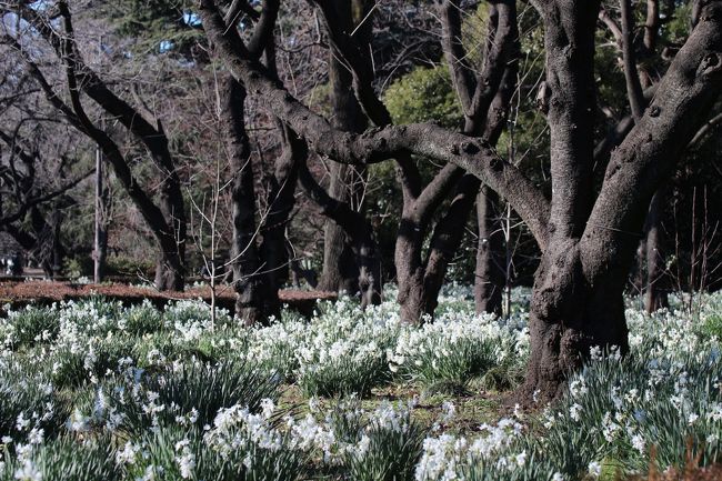 平日に仕事を休んですませなければならない用事ができたので、ちょうど良いや、と、ぜひ見たかった歌舞伎公演を見に行く日と合わせました。<br />だけど、用事と観劇の間に２〜３時間は空きそうだったので、幸い、天気が良かったこともあり、新宿御苑のロウバイとスイセンを見に行くことにしました。<br />ここのところ動物園撮影散策に勤しんでいたので、太陽の光が望めるなら、久しぶりにじっくりと花撮影がしたくなったのです。<br /><br />本日は、晴天でも風が強く、冷たかったですが、ロウバイやスイセンは、小春日和のもとで、冷たい風に耐える花、という風情がぴったりでした@<br /><br />お供にしたレンズは60mmの単焦点マクロレンズだけだったので、フクジュソウには近寄れず、写真はあきらめました。<br />でも、青空の下のロウバイ、そしてなにより、粉雪が降った後のように咲き乱れる新宿御苑の早咲きスイセン「ペーパーホワイト」は、前に１度見たっきり、数年ぶりということもあり、とても感動的な眺めでした。<br /><br />ところで、新宿御苑に行く前に、用事がすんだあとでランチはどこでとろうかと思ったところ、最近までしばらく胃腸を悪くしていた母が、やっとふつうに食事ができるようになったので、一緒に川越のうなぎの老舗「いちのや」に行きました。<br />子供の頃は、久しぶりに会う親戚の人をもてなす時など、ちょっとしたことがあったときに、よく家族で出かけていた店です。<br />子供の頃は老舗で食べるうなぎに、いまほどありがた味を感じながら食べていたわけではありませんでした。<br />母が久しぶりに美味しそうにものを食べる姿もほっとできましたし、大人になって自分でお金を払って食べるうなぎは、ありがた味というスパイスで、記憶よりもずっと美味しく感じられました@<br /><br />というわけで、所用の部分を除くと、贅沢なうなぎランチに始まり、新宿御苑でロウバイやスイセンに浸り、そして歌舞伎「南総里見八犬伝」観劇で終わった、優雅なフライデーとなりました。<br /><br />ちなみに、食事の写真はもともと撮るつもりでいたのに、痛恨！　コンデジを持参し忘れてしまました。<br />なので、一眼レフの単焦点マクロレンズで撮った写真以外、どうにもマクロレンズでは無理な場面や一眼レフでは大げさになる場面での写真はスマフォで撮りました。<br /><br />新宿御苑の公式サイト<br />http://fng.or.jp/shinjuku/<br /><br />国立劇場「通し狂言 南総里見八犬伝」のページ<br />http://www.ntj.jac.go.jp/schedule/kokuritsu_l/2014/3635.html?lan=j<br />