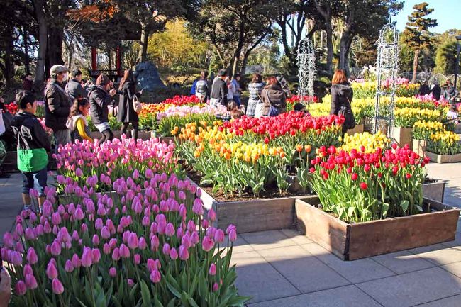 毎年一月には、2万本のチューリップが一斉に花を咲かせ、 暖かい太陽の光を体いっぱいに受けています。 ウィンターチューリップは、今の時期は朝晩が気温が低いので、 通常2週間程度ですが・・・・開花期間が1カ月と長い期間見る事 が出来ます。ちょうど満開を迎え、赤、黄、白、などカラフルな アイスチューリップを見る事が出来ました。