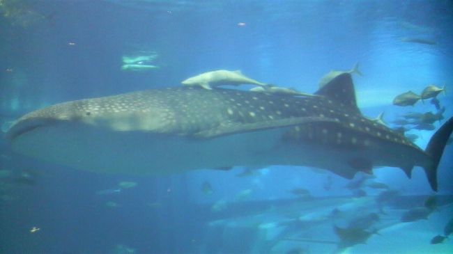 美ら海水族館などです。