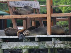 動物たち　進化の楽園　ガラパゴス諸島　6 ：　イサベラ島 滞在 　プエルト・ビジャミル 散策 編