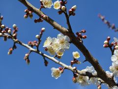 湘南なのに、海を見ないで日蓮宗寺院巡り（茅ヶ崎市）