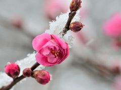 雪景色のいつもの散歩道　写真日記2015年１月