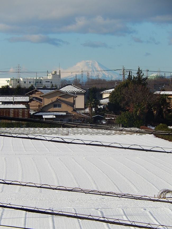 １月３１日、午前８時頃に富士山を撮影した。　今年初めての積雪後の富士山である。　周囲が積雪で白色になっていて正に真冬の風景であった。<br /><br /><br /><br />＊写真は午前８時頃の真冬の富士山