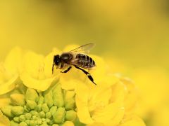 和泉リサイクル環境公園　菜の花と日本水仙