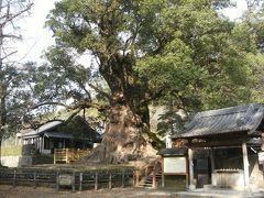 ザ・地球の産物　日本一の巨樹 蒲生の大クス