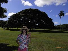お決まりの大きな木です。ハワイです♪