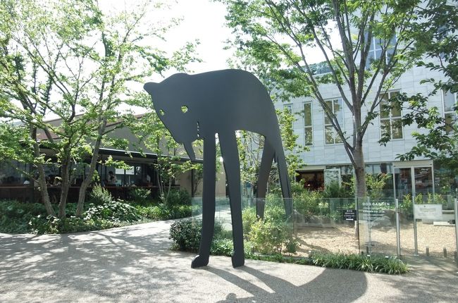 東急東横線の渋谷から横浜へ向かうと、まず最初の駅が代官山、以前は駅のホームは代官山のトンネルの中にあったが、車両連結が増えてホームも改装されt、トンネルから一部がはみ出すようになった。<br />各停しか止まらないので、以前は常こうきゃの少ない駅だったが、駅前にあった同潤会のアパート群が取り壊され、高層マンションに姿を変え、地下や1〜2階にファッションショップやレストラン等がテナントとして入ったので、若い人が下車するようになった。<br />高層マンションに先立って、山手通りに繋がる317号道路が、ルート246に面した青山学院の正門わきから伸びた代官山通と言うべきかな、と交差し駒沢通りにぶつかる三叉路の手前、変則的な十字路になり、無黒が輪に落ち込む斜面側に、東武鉄道の根津さんの土地に立つ高層建物、細い急坂の路地を挟んで旧朝倉邸がある。<br /><br />さて、嘗ては人通りもまばらで、静かな住宅街であった代官山のこの界隈は、斜面側の朝倉邸が嘗て米穀商を営んでいた店舗の部分を、ヒルサイドテラスとして、洒落たテナントがが入って、街の雰囲気がガラッと変わった。<br />317号道路をルート46の方へ行った左手には、以前パンアメリカン航空だったか、ノースウエスト航空だったかの、職員寮があった、その一角が、今や新しい商業施設として、書店の蔦屋が入ったりして、更に人の流れがしげくなった。<br />人が多く集まるようになれば、地域に相応しそうな飲食店がオープンし、無論ファンションショップも住宅街に割り込んできた。<br /><br />さて、旧朝倉邸は1700年頃(享保・元文年間)この地に住み着いて、幕末の頃は精米業を営んでいたが、不動産にも手を広げ、土地建物管理を行う供託社を設立して、周辺でアパートなどを経営した。<br />何代目かの当主、朝倉虎治郎は東京府会議長や渋谷区議会議長等を歴任し、大正8年に現在の家屋を建てた。<br />大正ロマンあふれる家屋敷と言うことで、平成16年に国の重要文化財に指定された。<br />戦後、一時は米穀商を営んだり、不動産管理を行っていたことから、新しい時代の息吹を伝えるヒルサイドテラスの運営を行うに至ったが、旧家屋は戦後人出に渡り、JRAにかわれたこともあった。現在は渋谷区の管理になって居る。<br />朝倉虎治郎は私の母の伯父に当たり、母の父、私の祖父は三男で清水性を名乗って居たことから、母の伯父は養子として朝倉を継いだかもしれない。<br /><br />街は生きていると言われるが、これから代官山のこの界隈が、どのように変化、変貌して行くのか愉しみでもある。