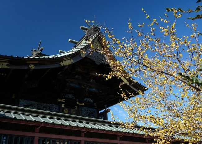 板倉町（群馬県邑楽郡）へ行って、雷電神社のロウバイを見てきました。<br />境内には思っていた以上の数のロウバイがありました。境内の周囲にも沢山のロウバイがありました。<br />樹によっては、見頃を若干過ぎていたようでした。<br />