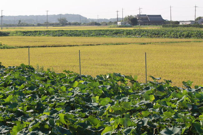 稲敷市でバードウォッチングを楽しみました。<br /><br />表紙写真は、稲敷市の田園風景です。<br />