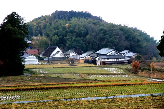 蝋梅を見に明日香村八釣の里へ。<br />