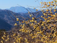 宝登山のロウバイが見頃です　2015年2月