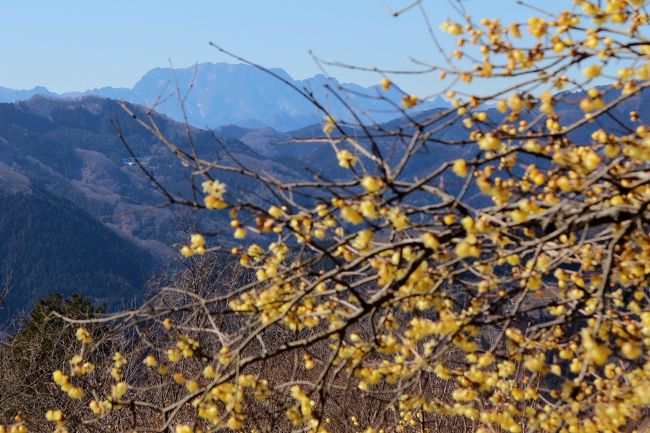 宝登山のロウバイが見頃になり、天気も良いので出かけました。ロープウェイで山頂駅まで行く方法もありますが、長瀞駅から宝登山に登りました。途中、宝登山神社に参拝し、安全を祈願し、50分程度の登山で山頂近くの宝登山奥院に到着しました。奥院からロウバイ園は目と鼻の先です。西ロウバイ園、東ロウバイ園ともほぼ満開でした。ロウバイの甘い香りと青空に映える黄色の満開の花に癒されました。また、武甲山、両神山など秩父の山並みも綺麗に見えました。梅百花園では、一部の紅梅が咲き出していましたが、まだこれからです。梅園の見頃は来月のようです。復路は、登ってきた林道を下るのでちょっと退屈ですが、冠雪した男体山の山並みが見られ得した気分になりました。ロープウェイ山麓駅近くの火祭りで有名な不動寺に立ち寄りました。参道から本堂にかけ両側に150本以上のしだれ梅が植樹されていますが、こちらも開花にはまだ早く、１株の白梅のしだれ梅「実成」だけが咲いていました。最後に長瀞・岩畳を見学して帰路につきました。