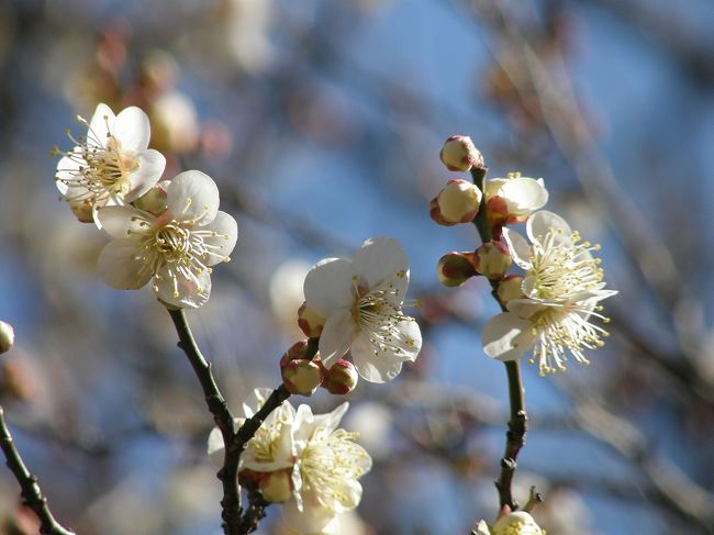 隣町にありながら知らなかった加須市騎西町「玉敷神社のだるま市」に行ってきました。<br /><br />久喜市の市報でだるま市の存在を知り今年初めて行ってきました。<br /><br />周囲の公園には梅の花やロウバイが咲き、寒い中にも一歩近づいた気持ちで楽しんできました。<br /><br />午後には神楽も舞われるとのことで楽しんできました。