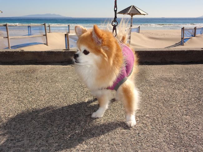 ◆犬旅◆　静岡/下田【サニーステップ】～祝８歳の誕生日＆車椅子でも安心バリアフリー旅～週末２日間(2015.1)
