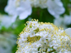 ゴールデンウィークはなんちゃって２泊３日in奈良　２日目：世界遺産めぐりＤＡＹ　その２