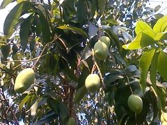 おすすめの果物