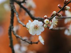 立春、春の訪れを確かめに鎌倉へ