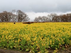 守山市第一なぎさ公園のカンザキハナナ、雪で通行止めの観音正寺、米原市の三島池からの伊吹山。