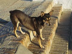 ８回目のスペイン、　アルコス・デ・ラ・フロンテーラの犬